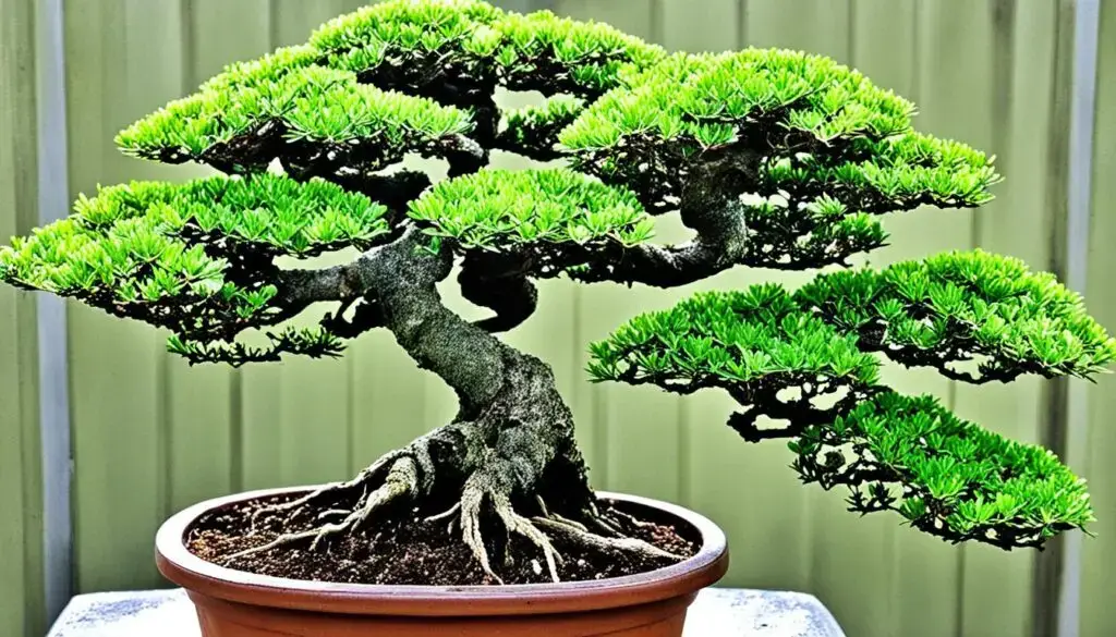 Common challenges and solutions in bonzi care